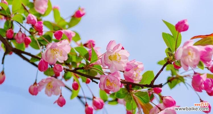 表示娴静的花花语是什么？如何用花表达娴静的情感？