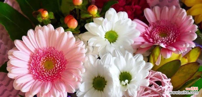 表示想念的花花语是什么？如何用花表达思念之情？