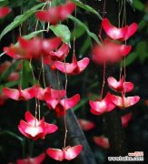 表示幸运的花花语是什么？幸运的花有哪些特点？