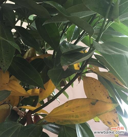 让你的花园恢复生机的有效方法 如何应对鸭掌木叶子发黄问题