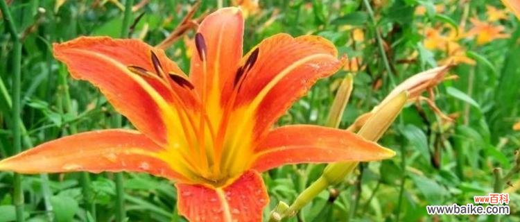 这种神奇的植物有多神奇? 探秘忘忧草