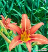 这种神奇的植物有多神奇？ 探秘忘忧草