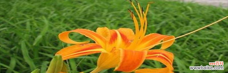 这种神奇的植物有多神奇? 探秘忘忧草