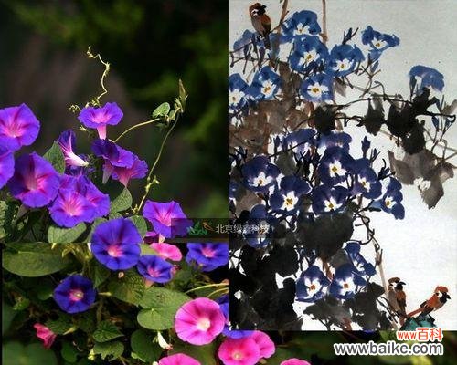 揭开牵牛花高耸于天的奥秘 探究牵牛花的生长原因