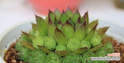 不需要绿手指，也能轻松打造梦幻阳台 多肉控必看！最适合养的8种多肉植物