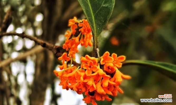 探究桂花的不同品种及其特点，选择最适合自己的花卉。 寻找最佳品种——哪种桂花最适合你的花园？