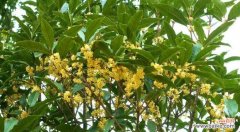 探究桂花的不同品种及其特点，选择最适合自己的花卉。 寻找最佳品种——哪种桂花最适合你