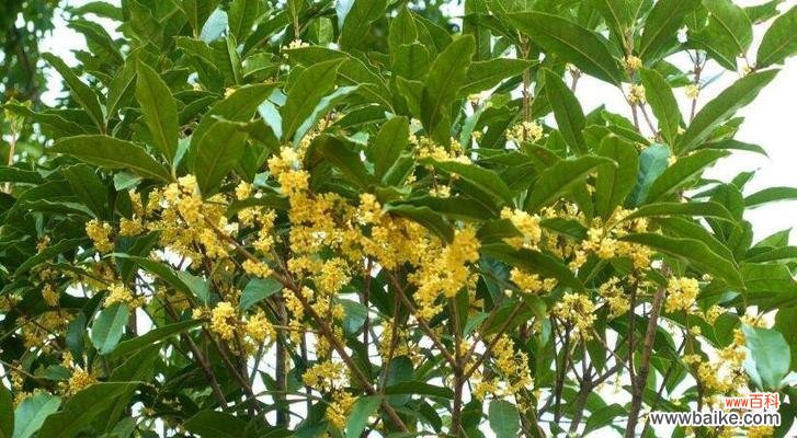 探究桂花的不同品种及其特点，选择最适合自己的花卉。 寻找最佳品种——哪种桂花最适合你的花园？