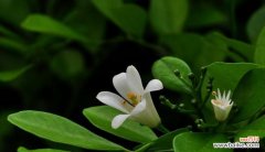 一步一步教你如何种植九里香 九里香养殖图解