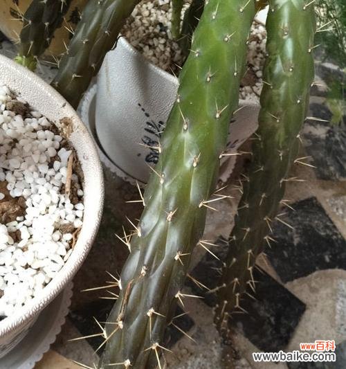 了解沙漠将军的生育方式及关键因素 沙漠将军的繁殖过程