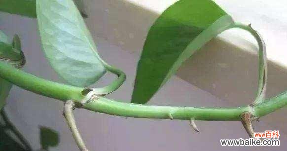 探究绿箩生长习性及修剪技巧 绿箩的根太长,剪一下有必要吗?