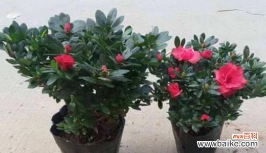 掌握土壤类型，培养美丽的杜鹃花 杜鹃花栽培的技巧