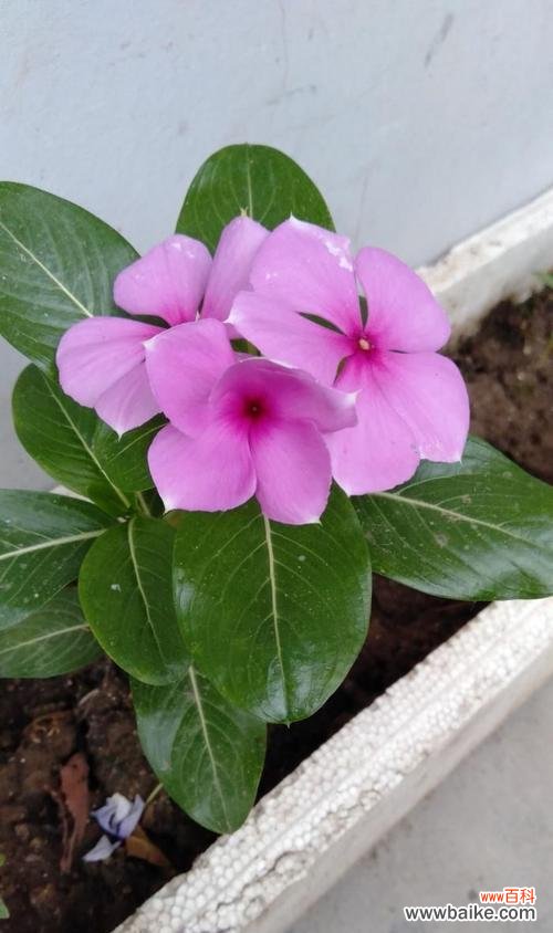 研究表明，长春花的花期不止一个月！ 长春花的开花期究竟有多长时间？