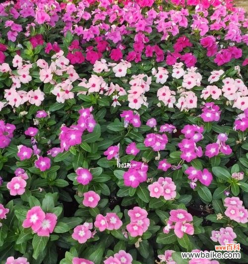 研究表明，长春花的花期不止一个月！ 长春花的开花期究竟有多长时间？