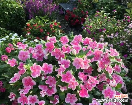 研究表明，长春花的花期不止一个月！ 长春花的开花期究竟有多长时间？