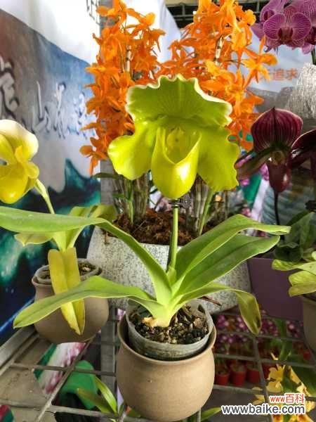 兜兰的虫害防治方法