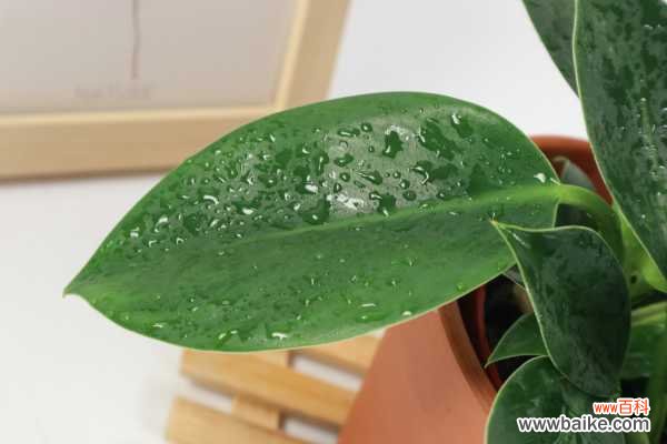 金钻花叶子发黄是怎么回事