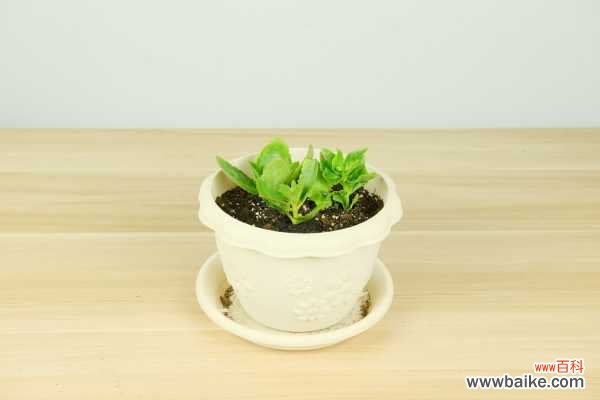 长寿花黄叶是怎么回事