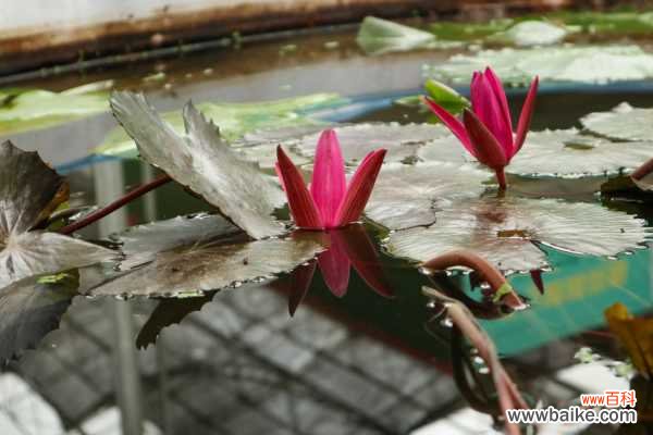 睡莲的虫害防治