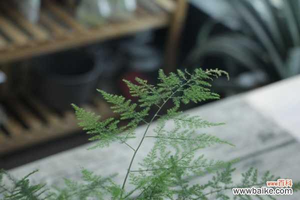 文竹变黄了还能恢复吗