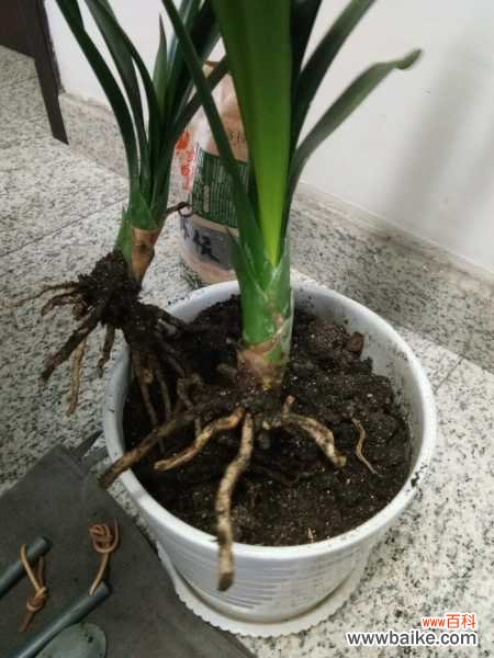 君子兰常见虫害