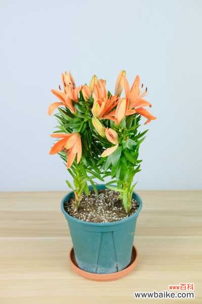 百合花叶子黄了怎么办