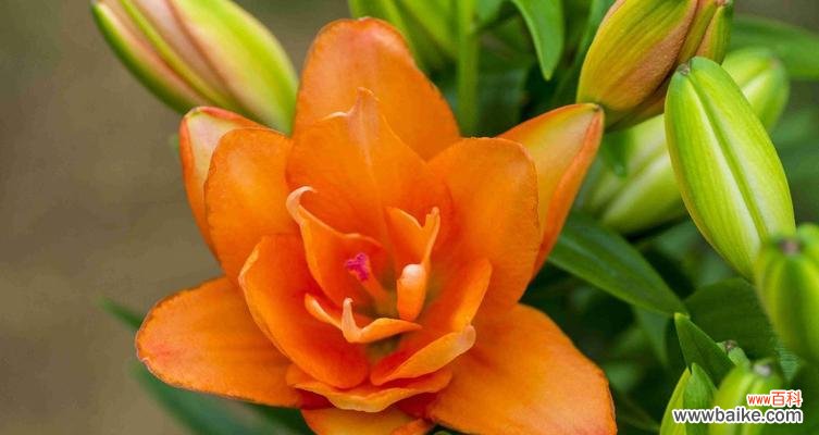 小苍兰的美丽之谜与深刻象征 小苍兰的花语与寓意