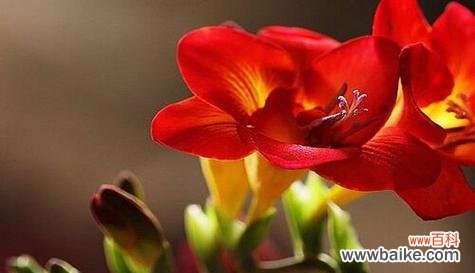 小苍兰的美丽之谜与深刻象征 小苍兰的花语与寓意