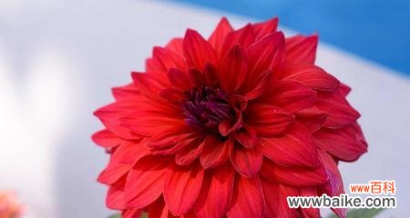 友谊如牡丹绽放 一生之友