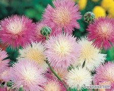 以象征着友谊的花为纽带 花开友谊，世界相连