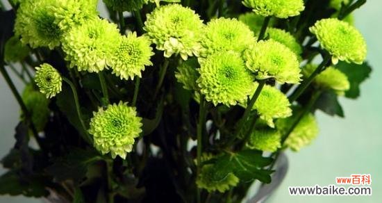 用小雏菊寄托美好情感的含义 小雏菊的寓意与意义