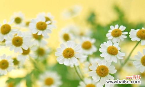 用小雏菊寄托美好情感的含义 小雏菊的寓意与意义