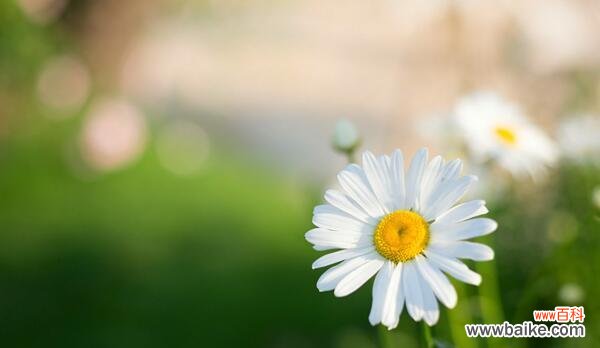 用小雏菊寄托美好情感的含义 小雏菊的寓意与意义