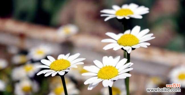 小雏菊的花语与传说 小雏菊花语浅析