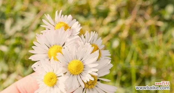 小雏菊的花语与传说 小雏菊花语浅析