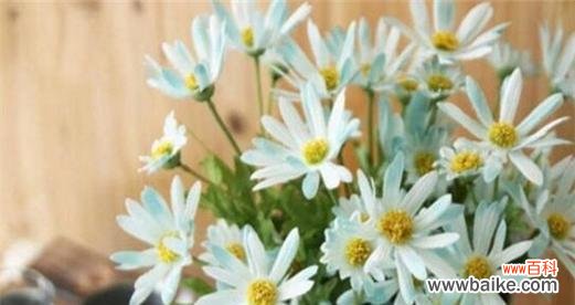 揭示小雏菊花语的隐藏意义 小雏菊的花语象征与意义