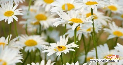 揭示小雏菊花语的隐藏意义 小雏菊的花语象征与意义