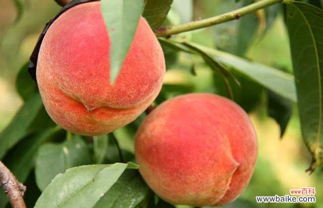 中国十大名桃 桃子吃多了会怎么样