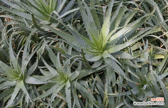 每天晚上坚持涂芦荟胶的效果 芦荟胶的功效与作用