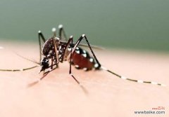 蚊子咬了嘴唇多久消肿 被蚊子咬了怎么止痒消肿？