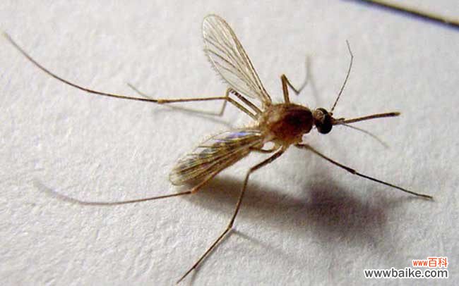 蚊子咬了嘴唇多久消肿 被蚊子咬了怎么止痒消肿?