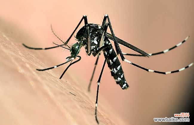 蚊子咬了嘴唇多久消肿 被蚊子咬了怎么止痒消肿?