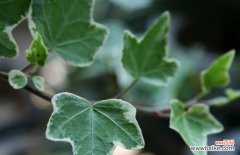 常春藤能治什么 常春藤能在室内养殖吗？