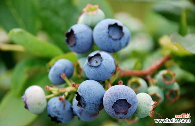 白萝卜和蓝莓能一起吃吗 蓝莓怎么洗干净