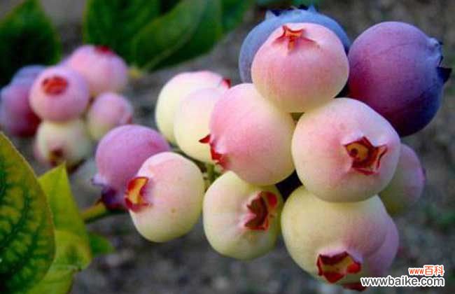 白萝卜和蓝莓能一起吃吗 蓝莓怎么洗干净