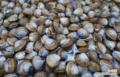 蛤蜊肉的清洗方法 蛤蜊怎么洗干净