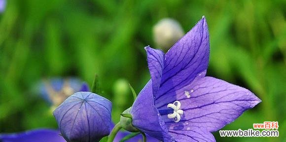 遗憾的花表示遗憾的花语含义是什么?