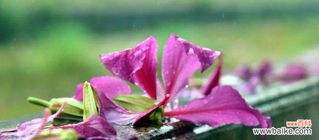 遗憾的花表示遗憾的花语含义是什么?