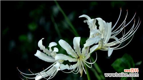 遗憾的花表示遗憾的花语含义是什么?