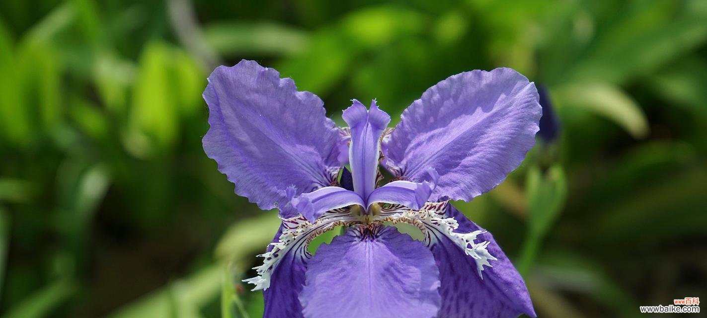 表示勇敢的花花语是什么？勇敢的花有哪些特点？